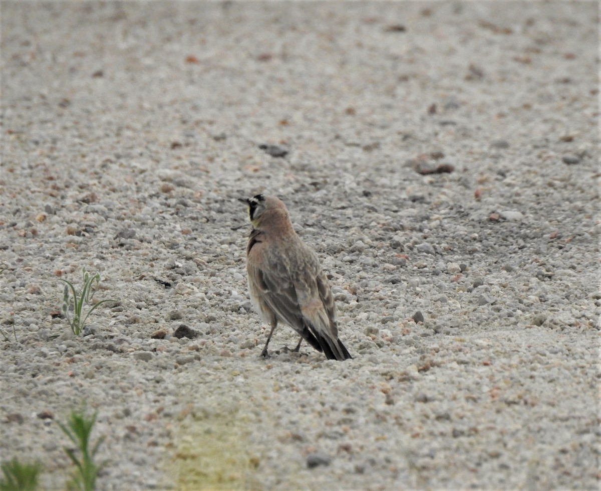 Horned Lark - ML354221861