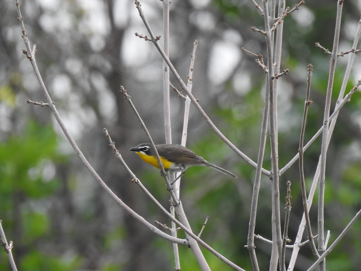 Yellow-breasted Chat - ML354221951