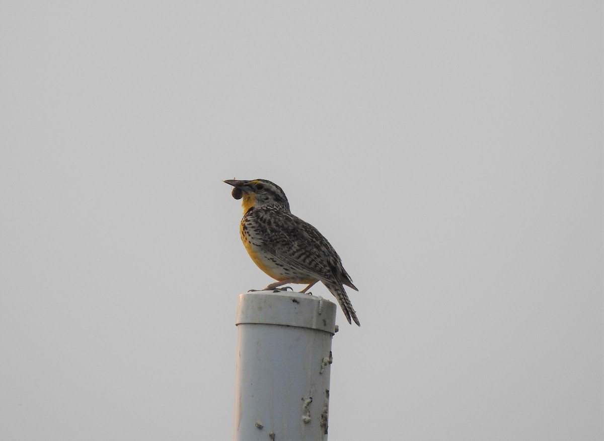 Western Meadowlark - ML354222011