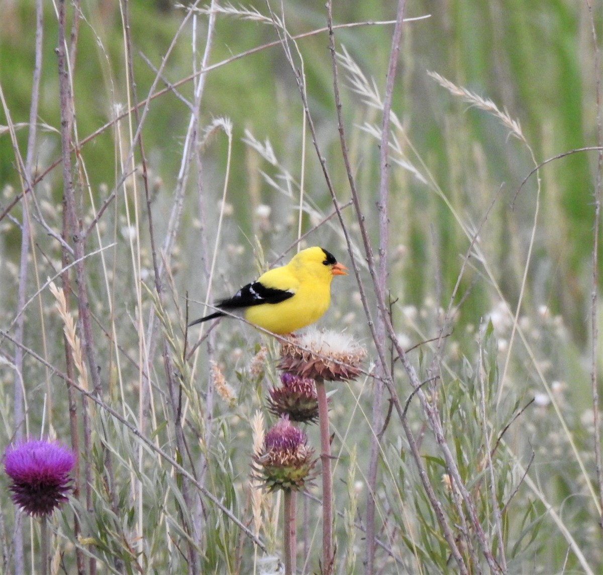 American Goldfinch - ML354222051