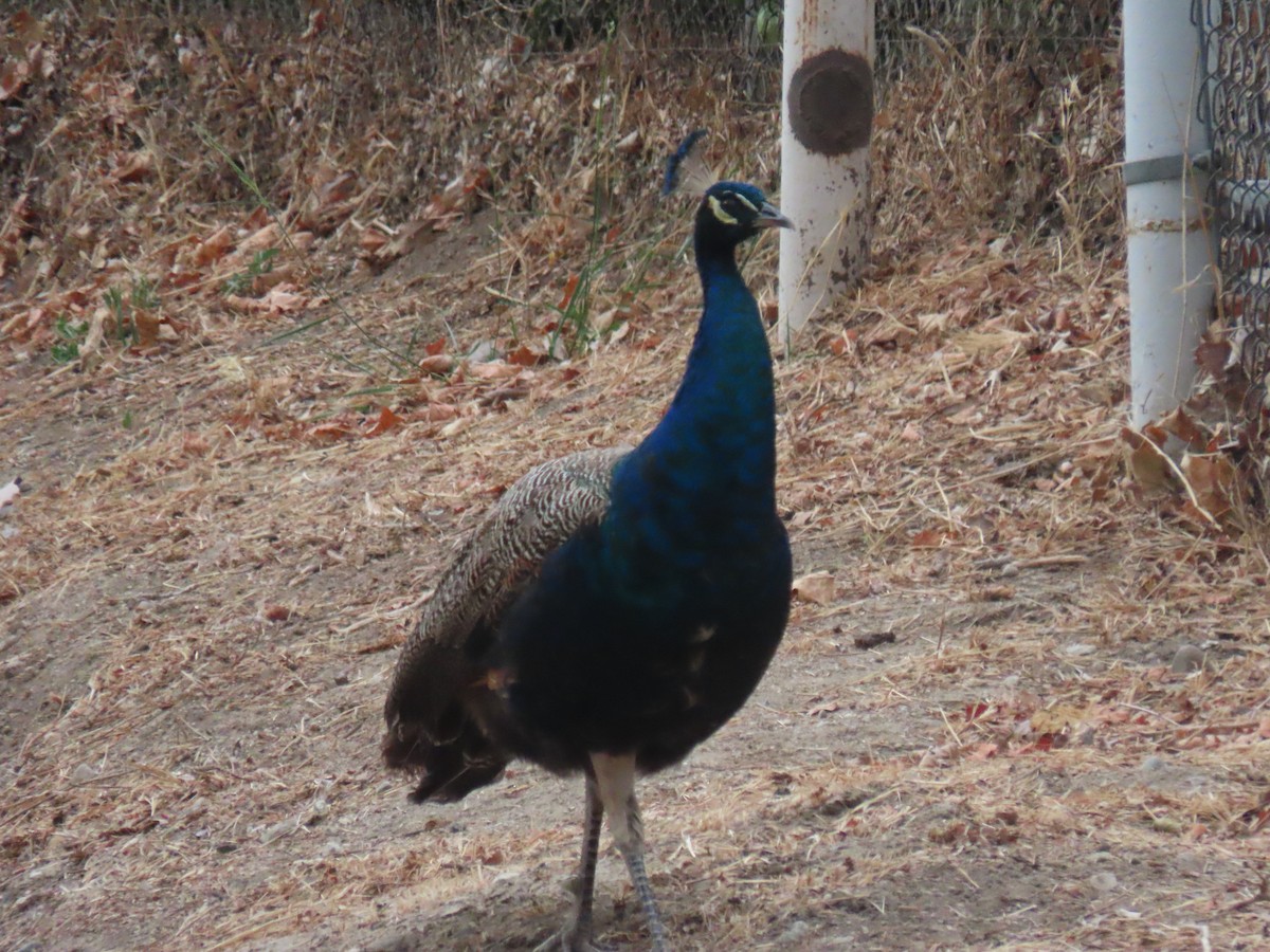Indian Peafowl (Domestic type) - ML354222381