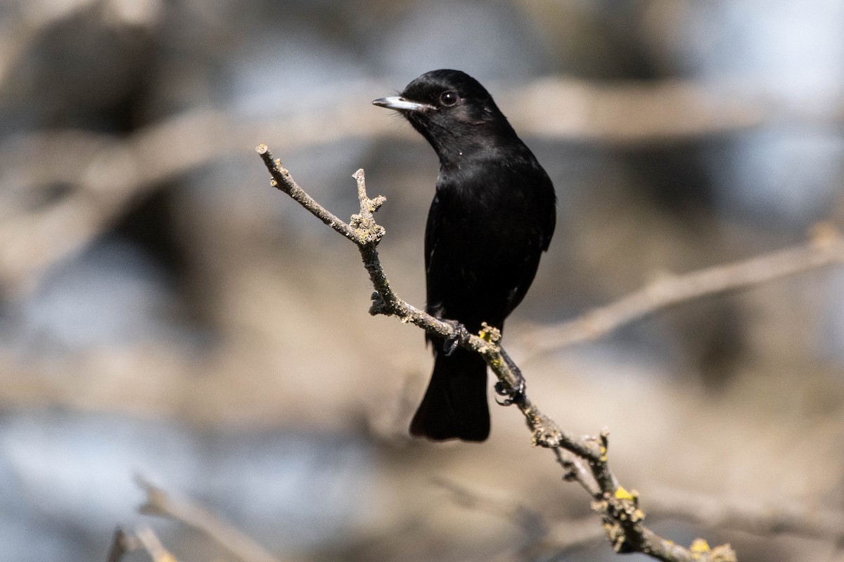 White-winged Black-Tyrant - ML354222421