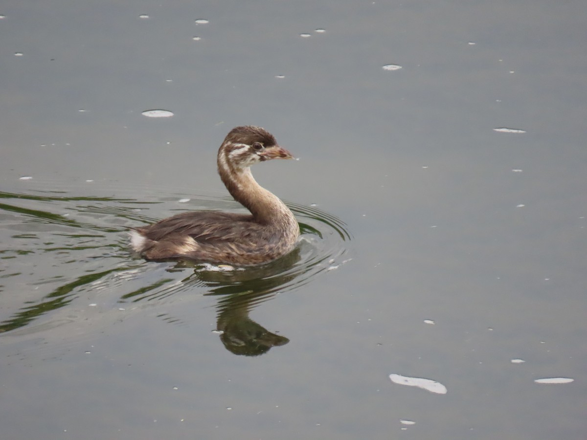 Pied-billed Grebe - Rick Constantino