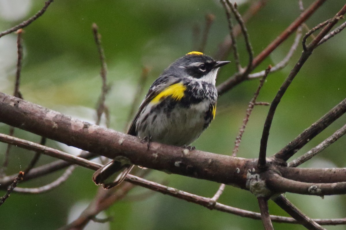 Yellow-rumped Warbler (Myrtle) - ML354227001