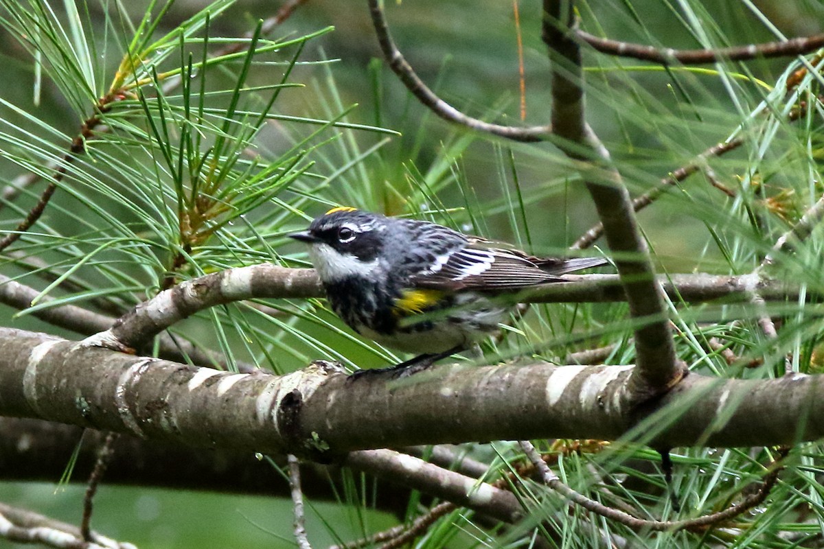 Yellow-rumped Warbler (Myrtle) - ML354227021