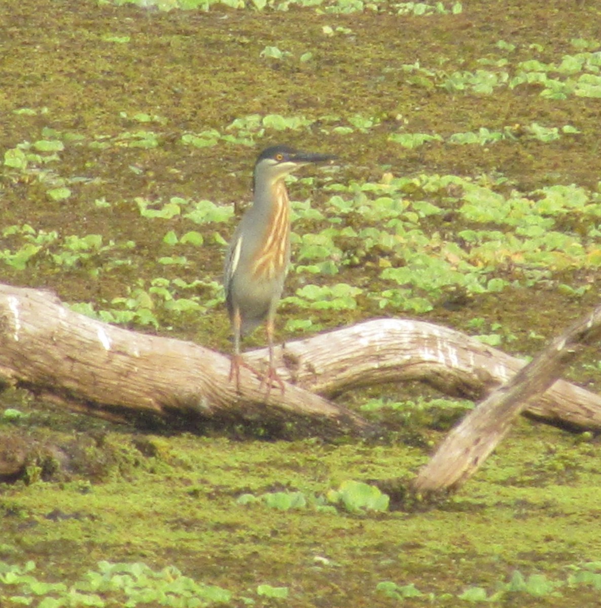 Striated Heron - ML354229131