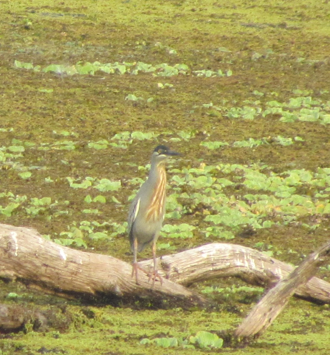 Striated Heron - ML354229191