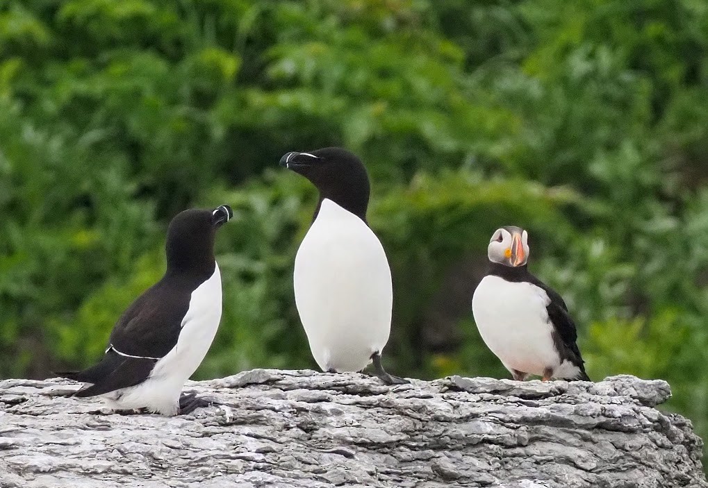 Atlantic Puffin - ML354230501