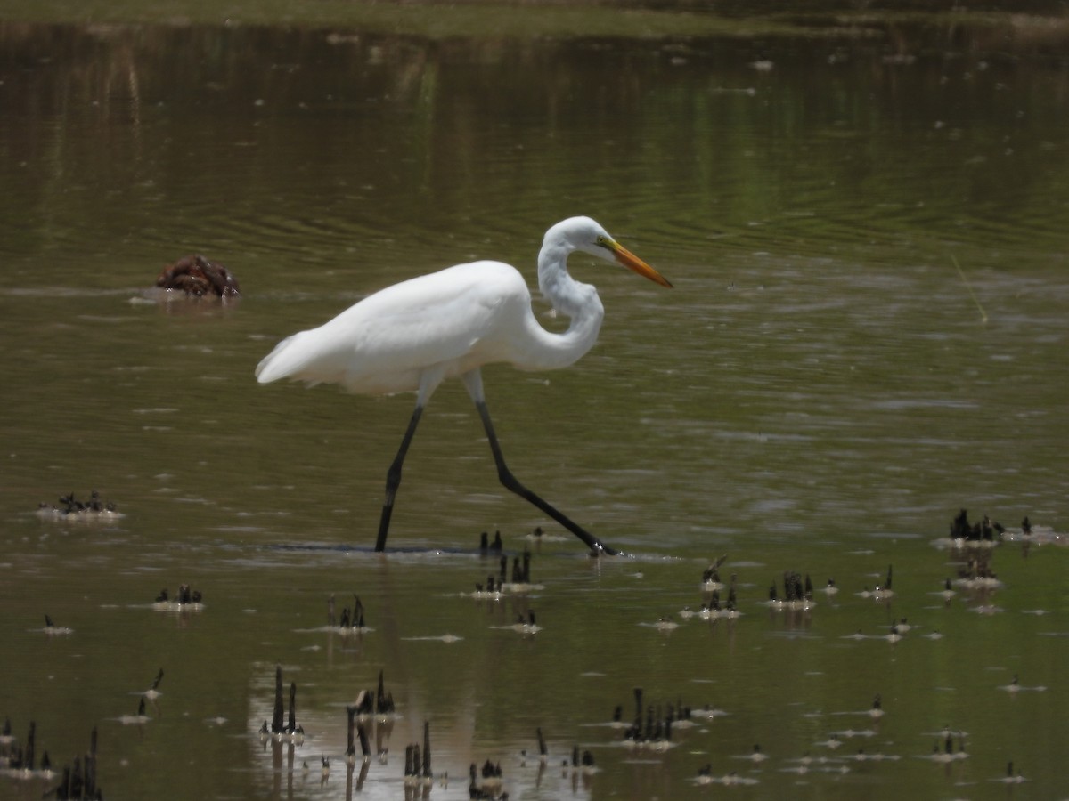 Great Egret - ML354230541