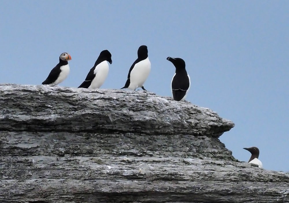 Razorbill - ML354230601