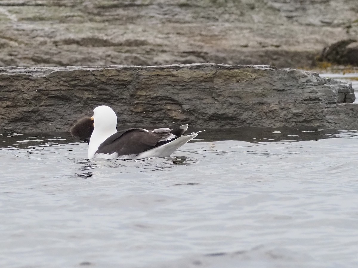 Great Black-backed Gull - ML354230751
