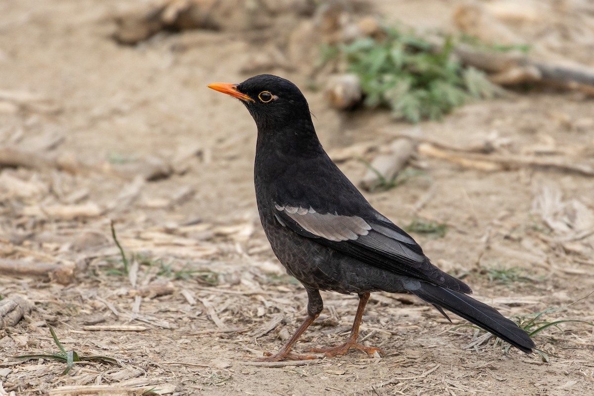 Gray-winged Blackbird - ML354231251