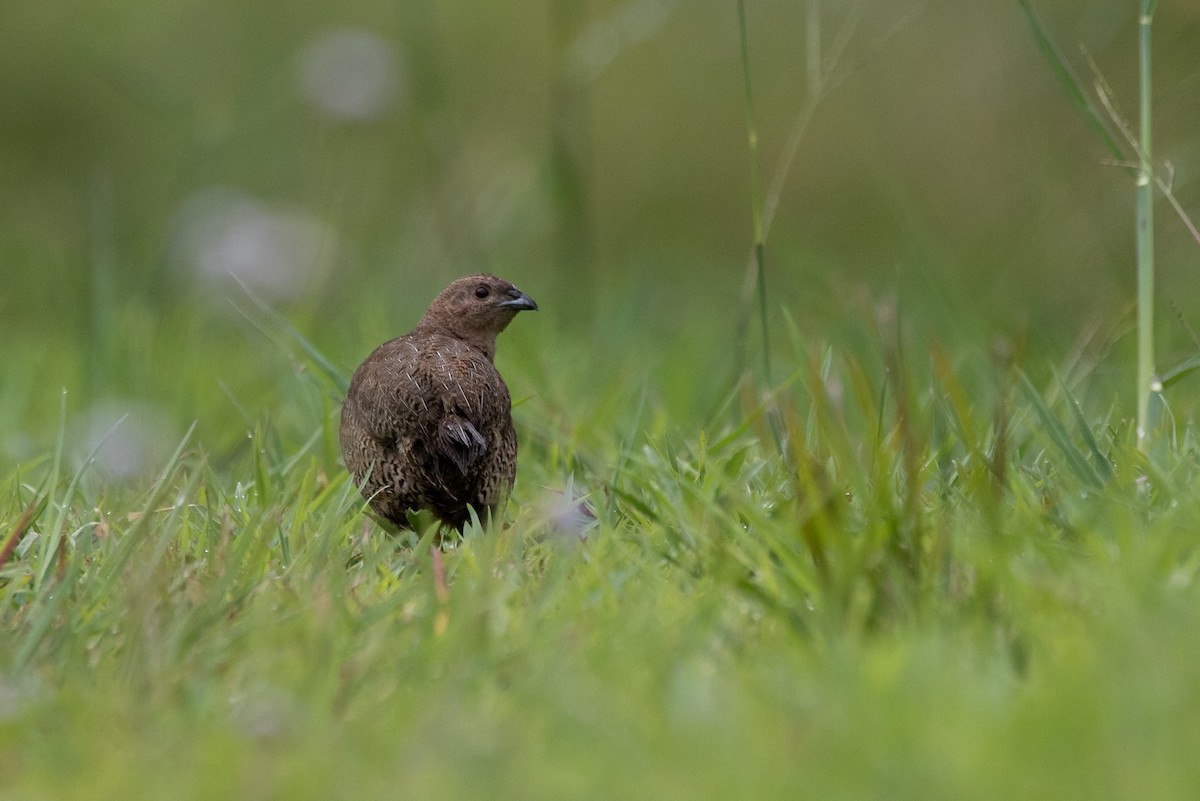 Brown Quail - Steven Pratt