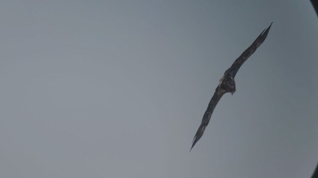 Bald Eagle - ML354232901