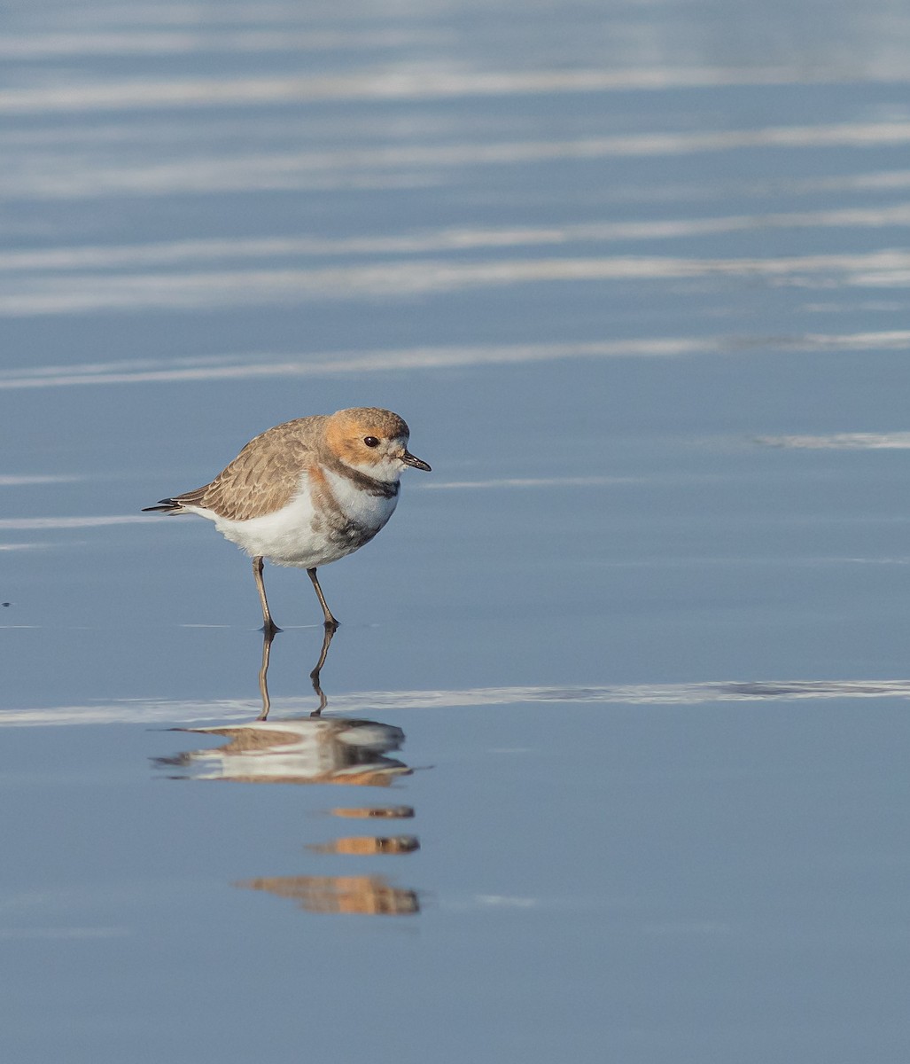 Two-banded Plover - ML354233311