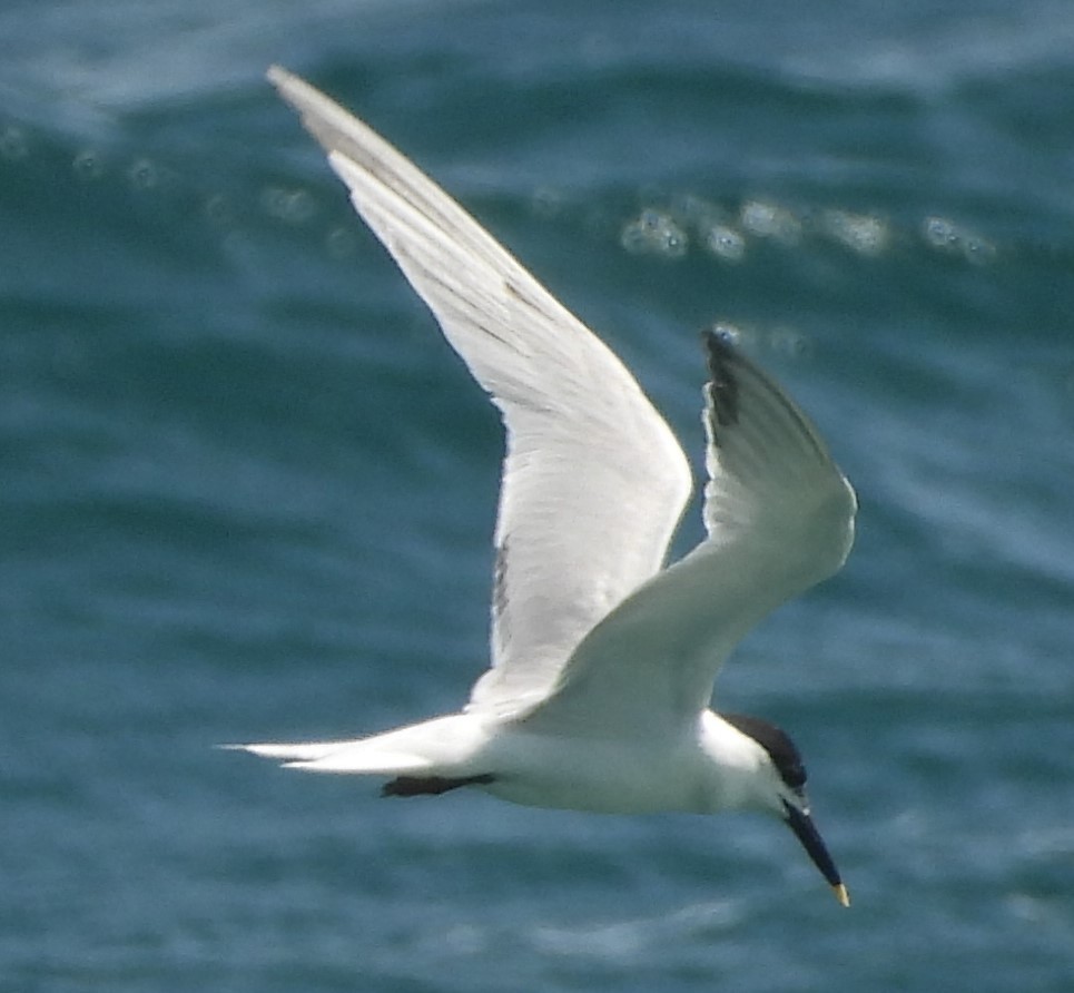 Sandwich Tern - Amy Boggan