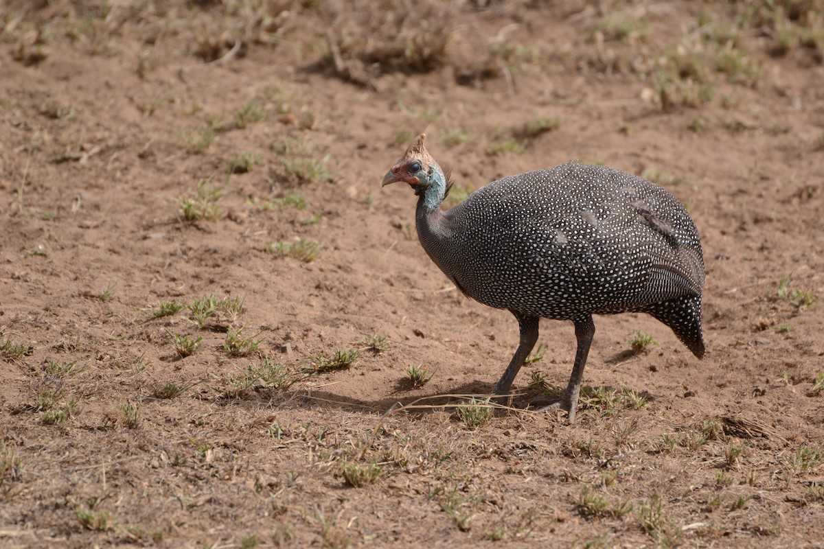 Helmeted Guineafowl - ML354236261