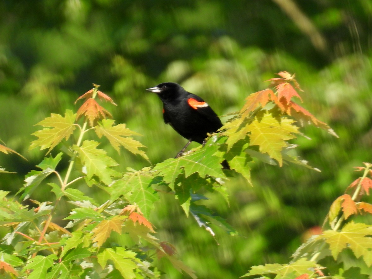 Red-winged Blackbird (Red-winged) - bob butler