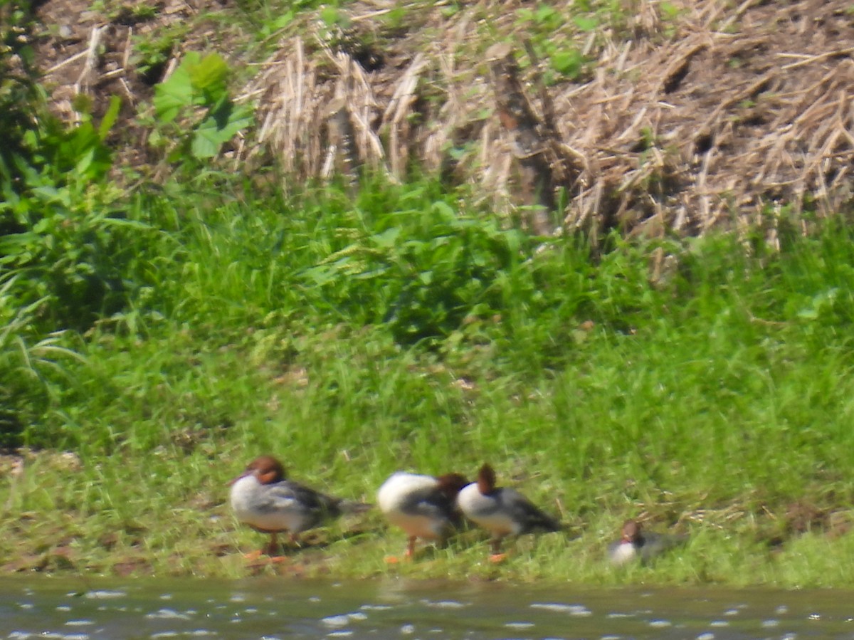 Common Merganser (North American) - ML354239111