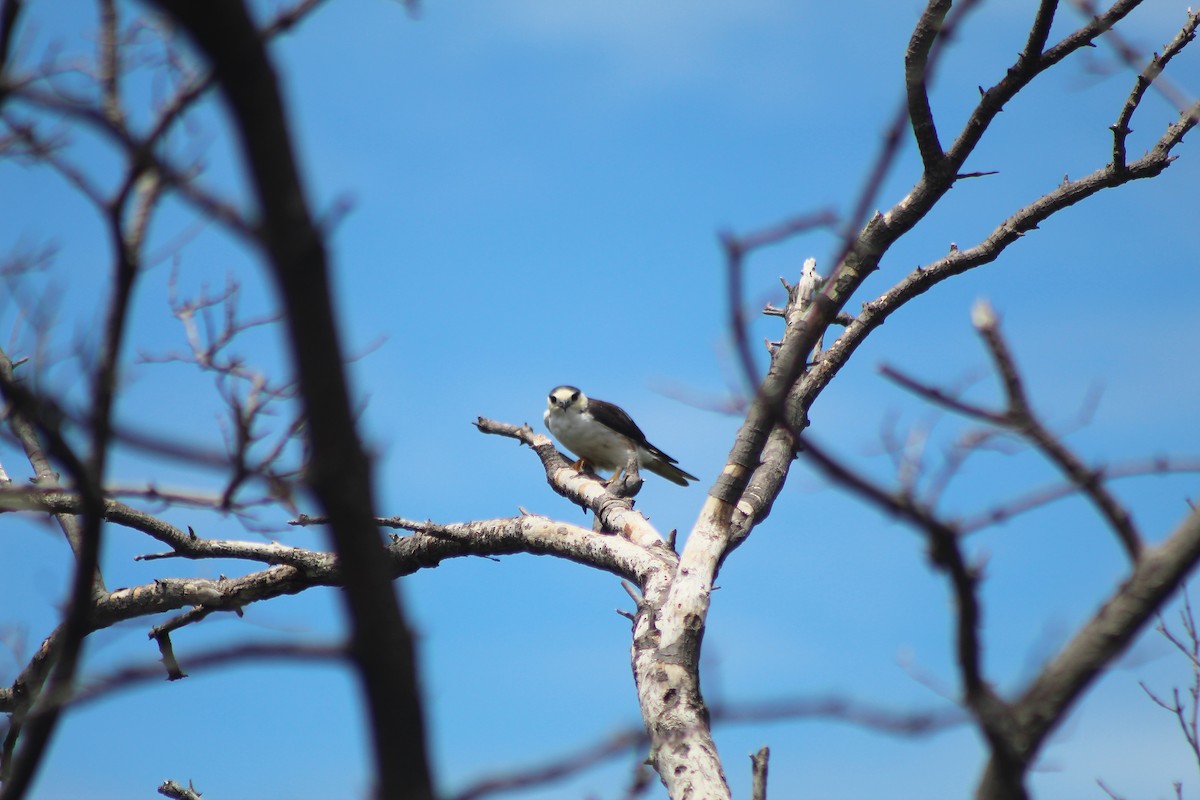 Pearl Kite - ML354239201