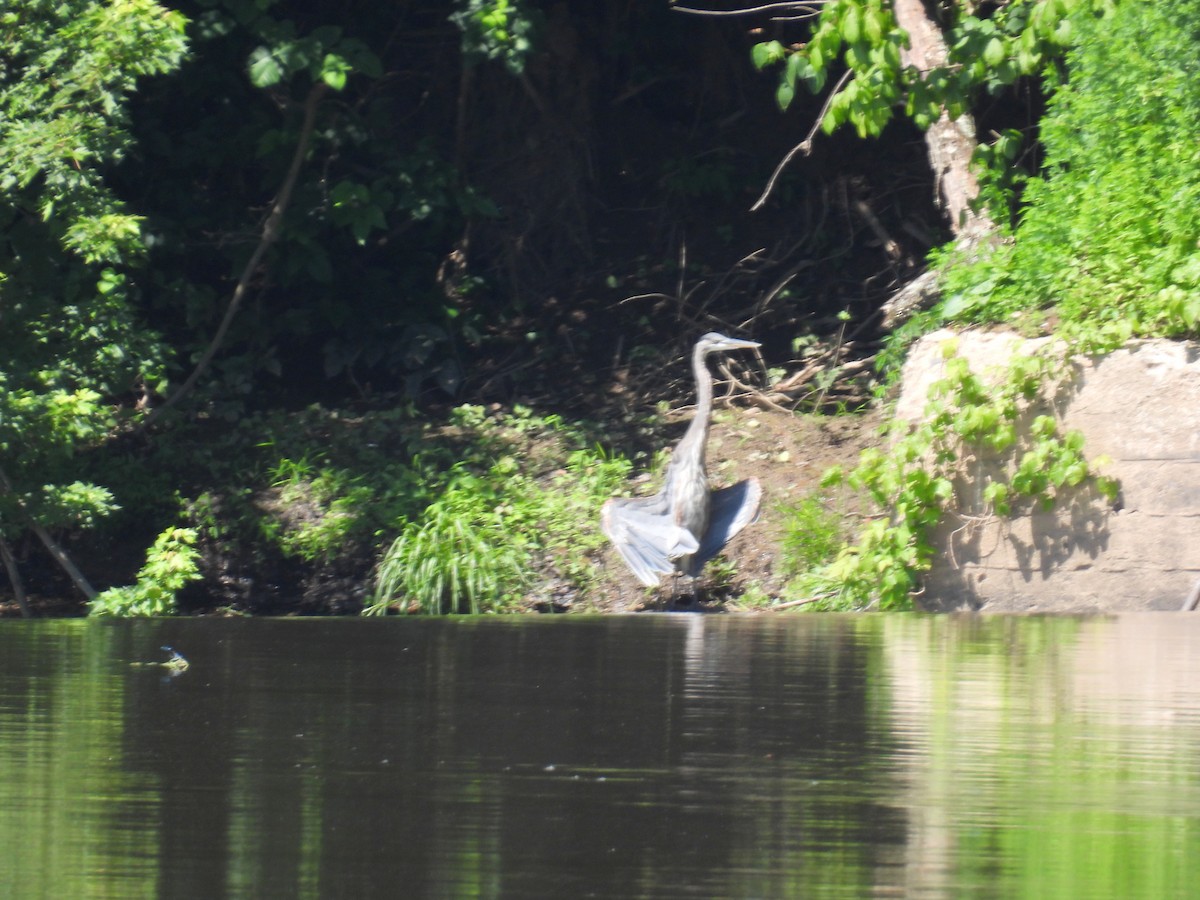 Great Blue Heron (Great Blue) - bob butler