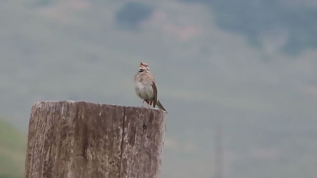 Vesper Sparrow - ML354239751