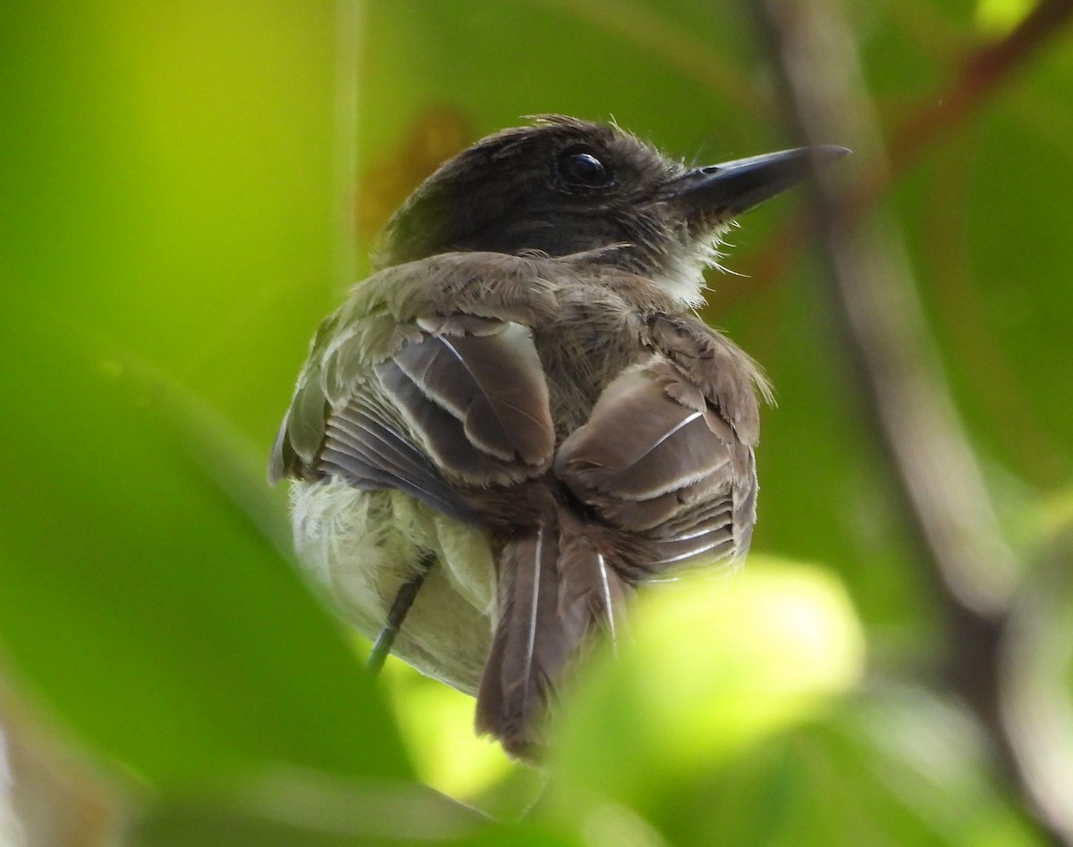 Puerto Rican Flycatcher - ML354240751