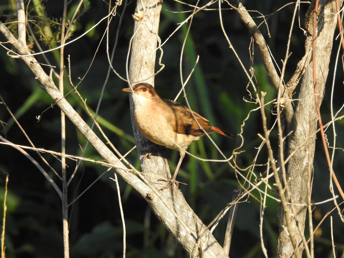 Rufous Hornero - ML354242461