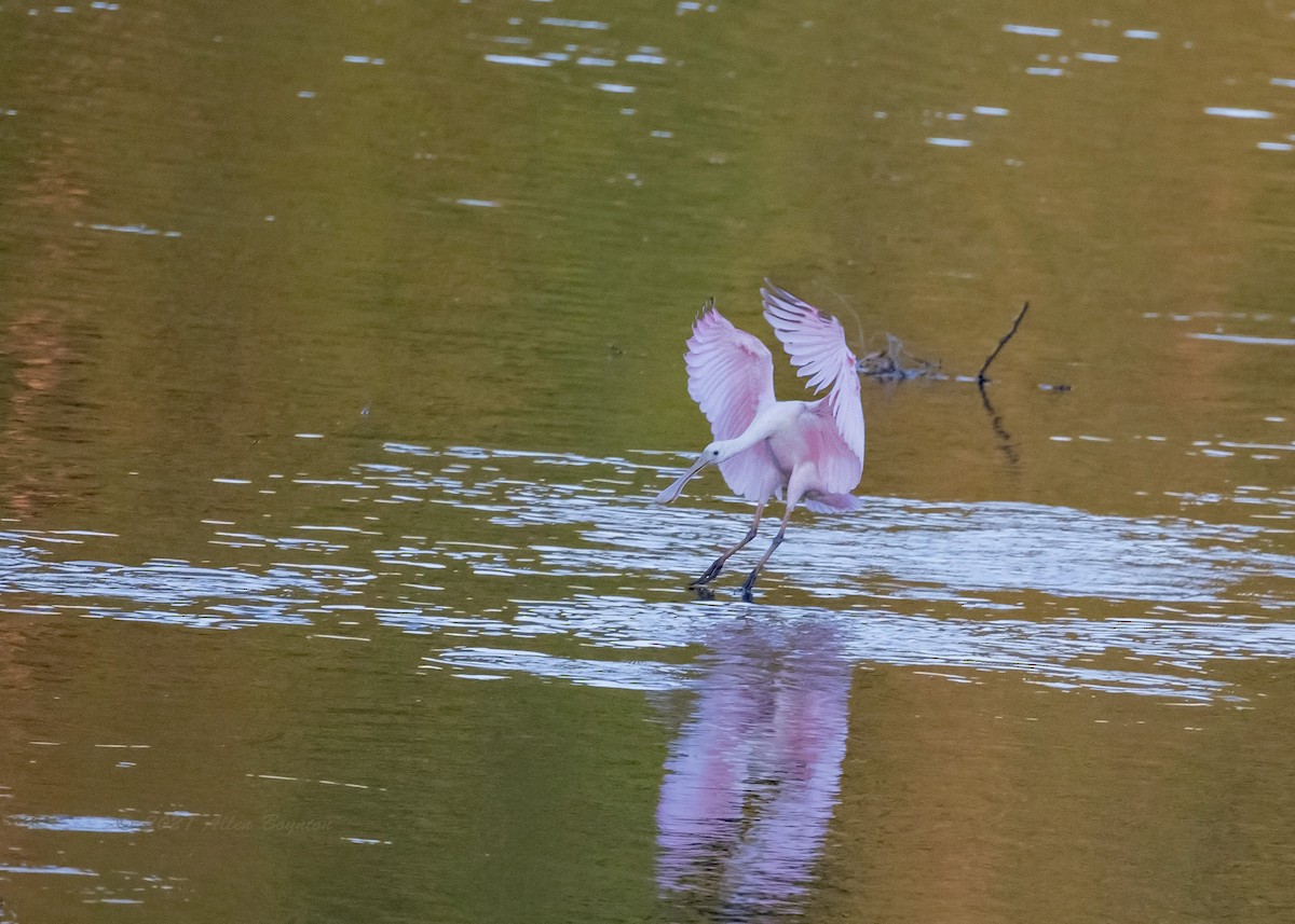 Roseate Spoonbill - ML354242531