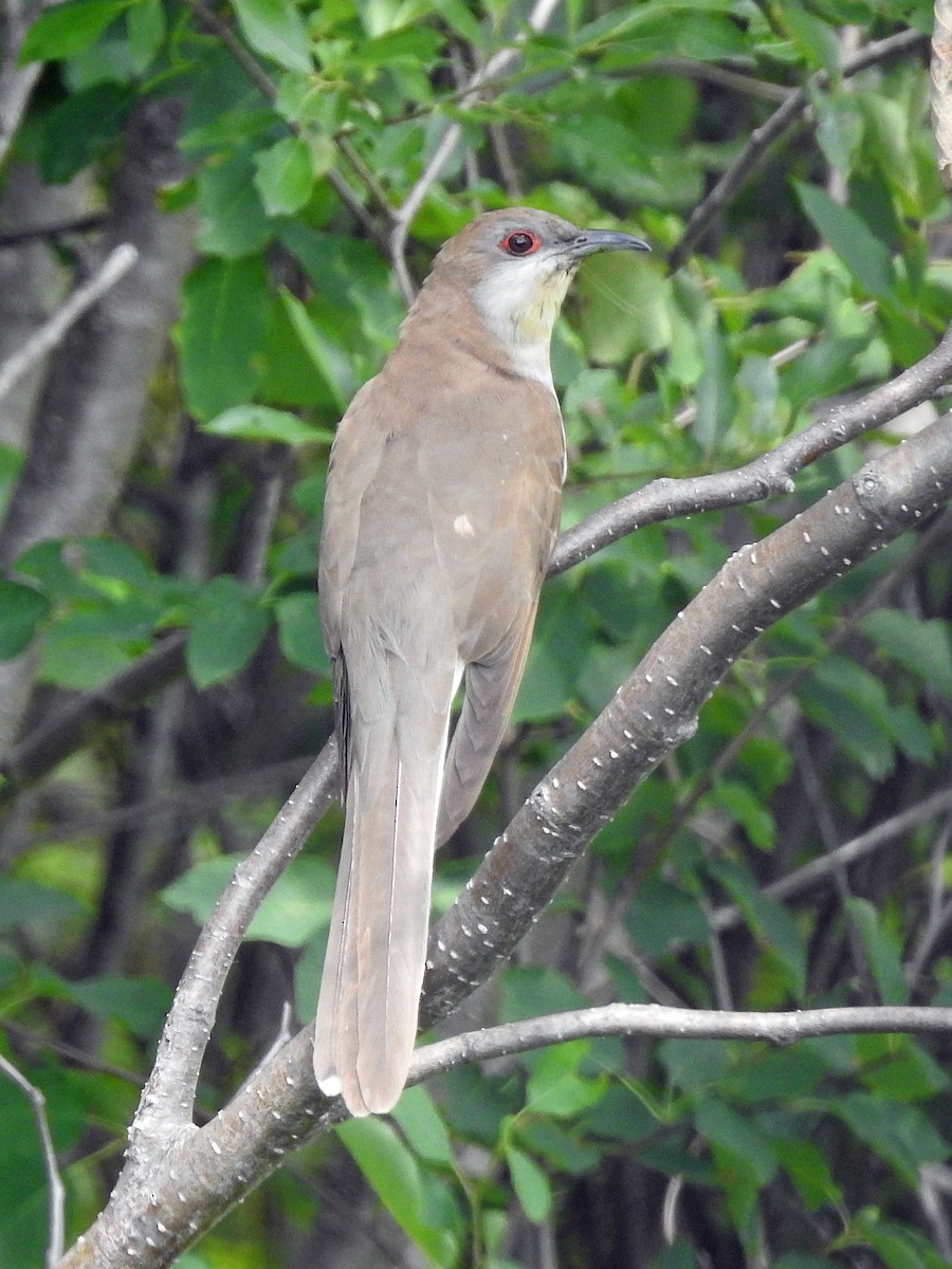 Black-billed Cuckoo - ML354244051
