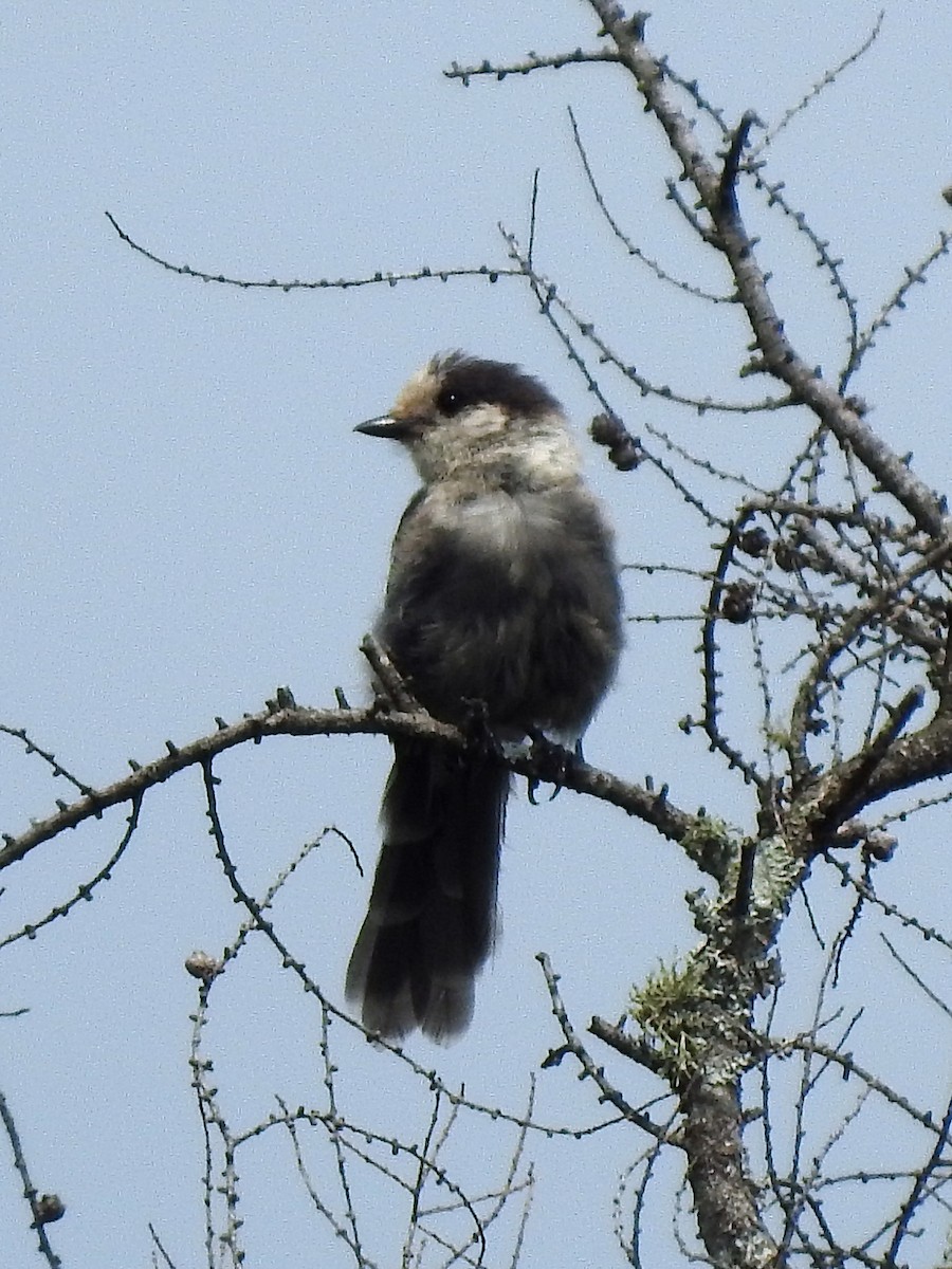 Canada Jay - ML354244351
