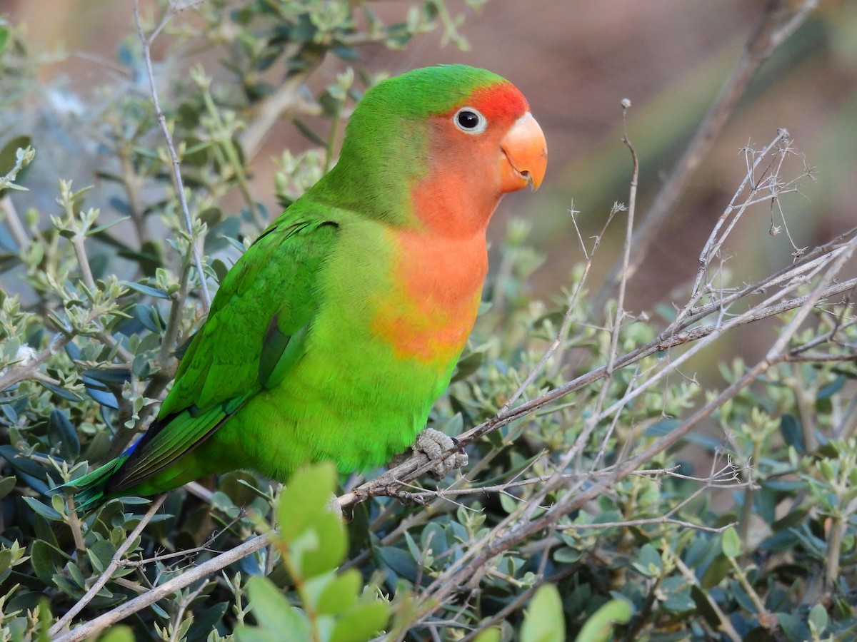 lovebird sp. - Ignacio Barrionuevo