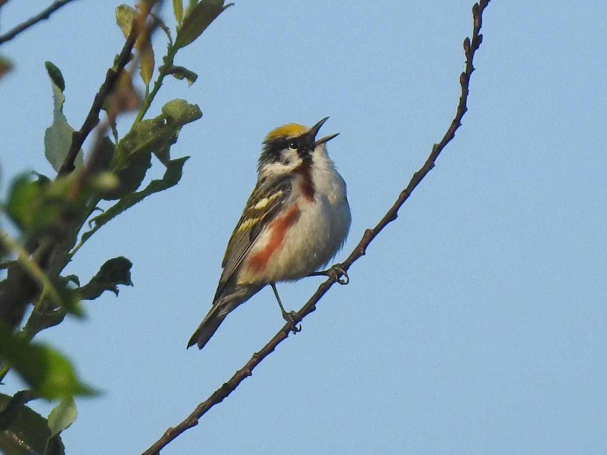 Chestnut-sided Warbler - ML354245891