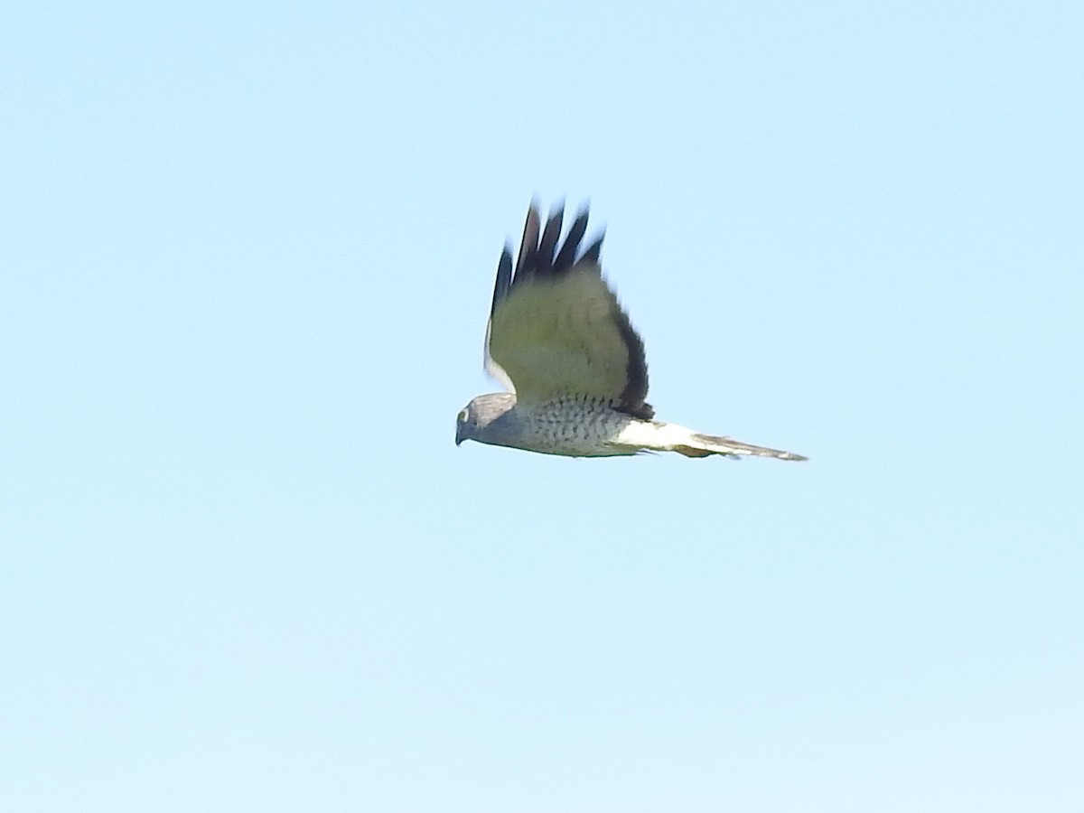 Northern Harrier - ML354246151