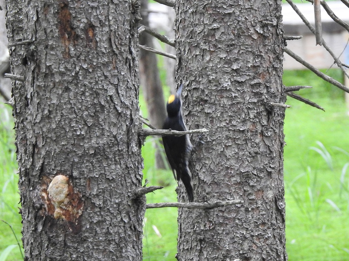Black-backed Woodpecker - ML354246831