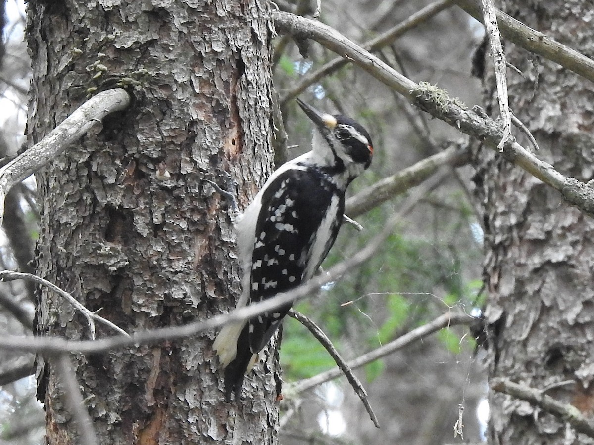 Hairy Woodpecker - ML354248361