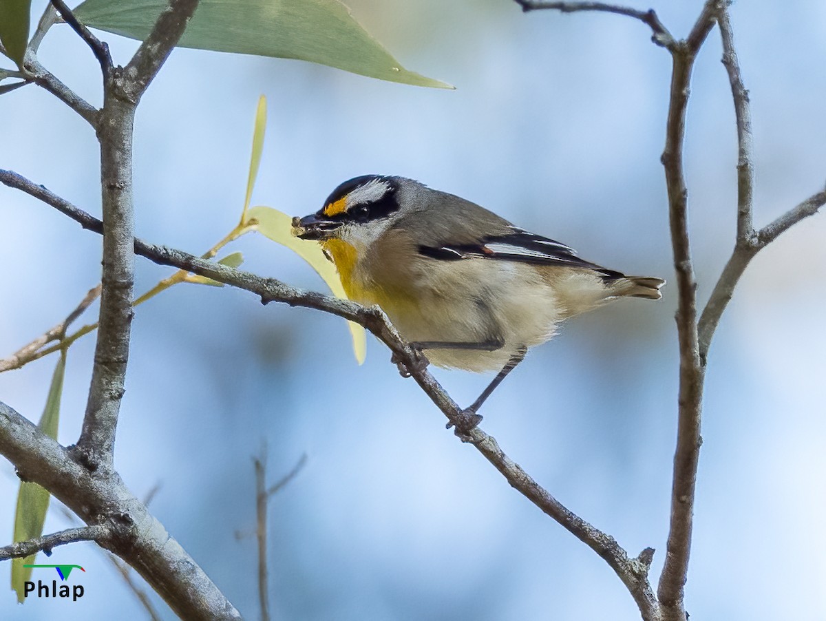 Striated Pardalote - ML354250171