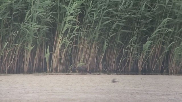 White-faced Ibis - ML354251941