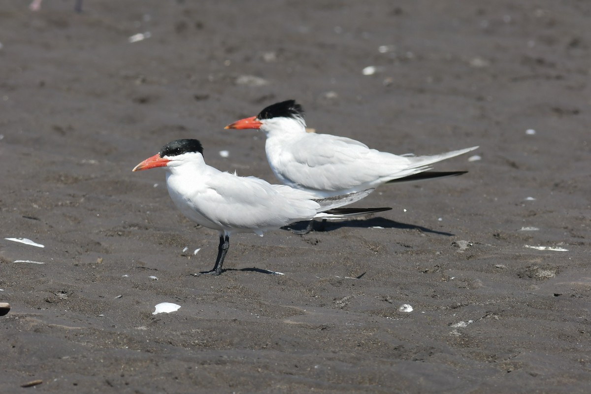 Caspian Tern - Mike Charest