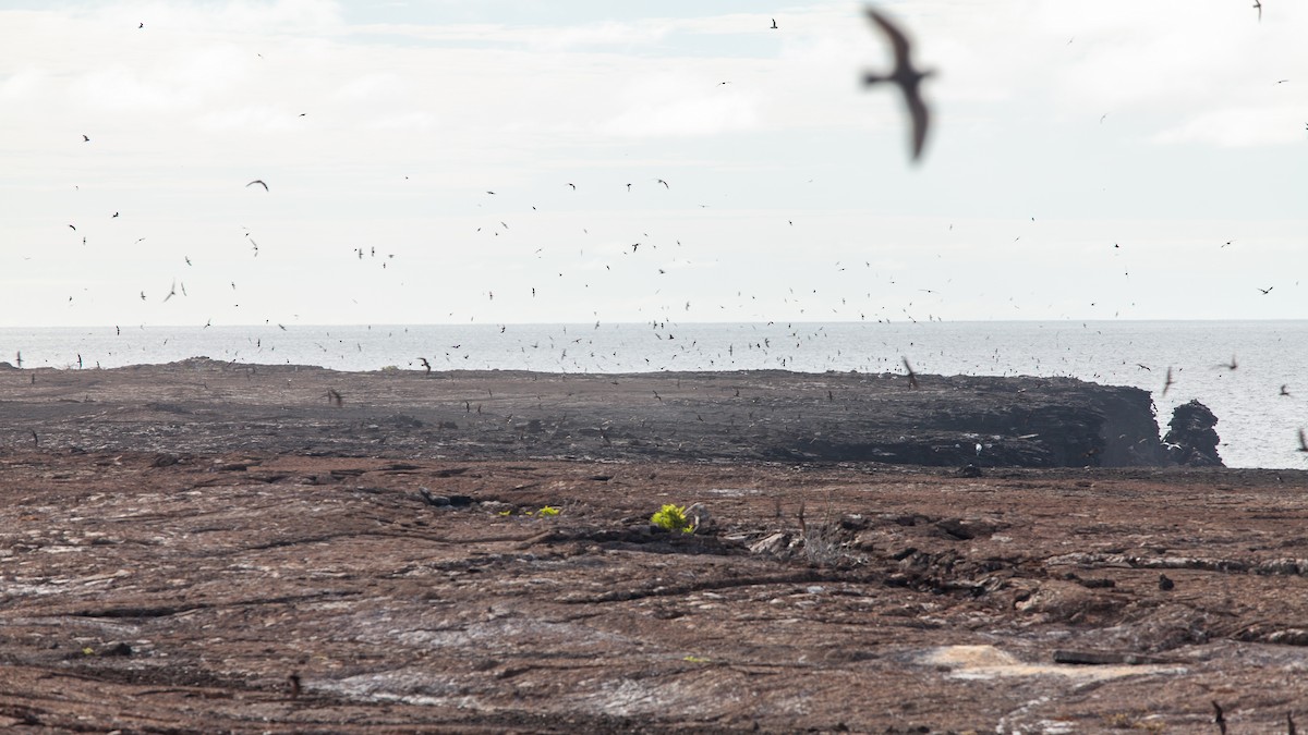 Wedge-rumped Storm-Petrel - ML354253241