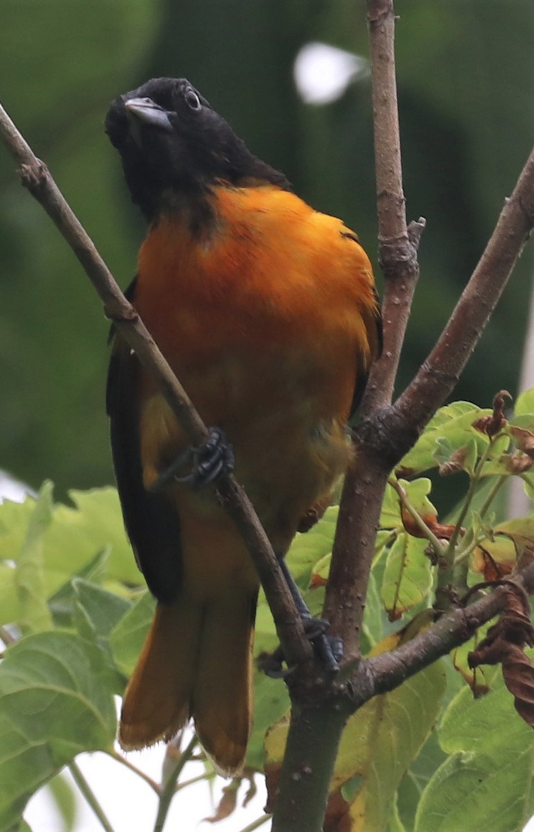 Oriole de Baltimore - ML354254331