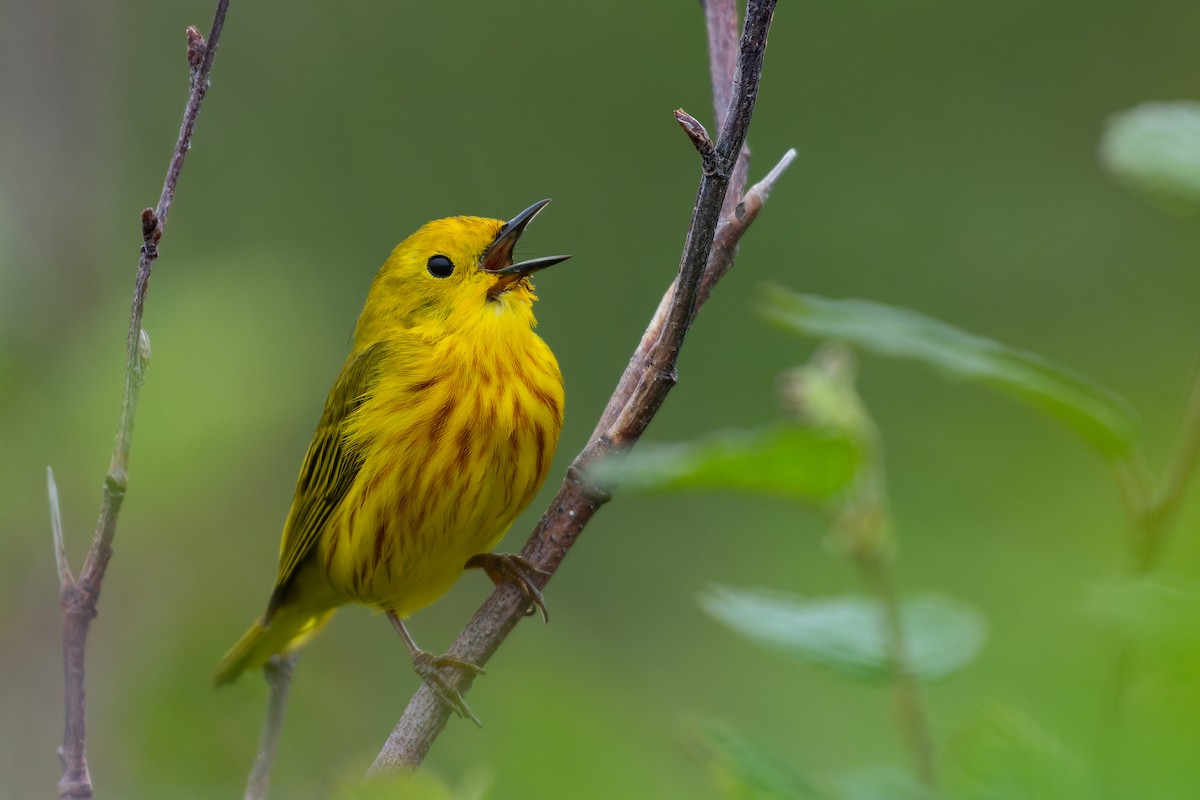 Yellow Warbler - ML354254361