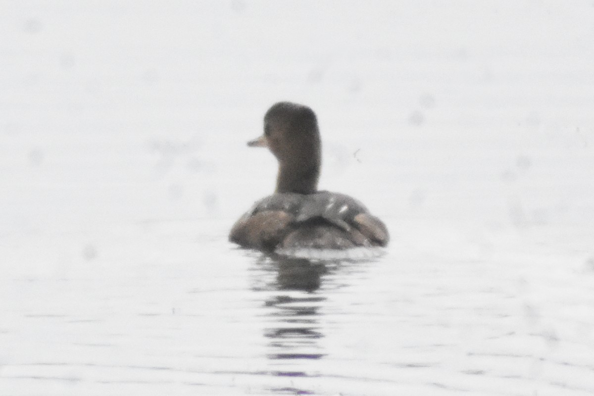 Hooded Merganser - ML354255951