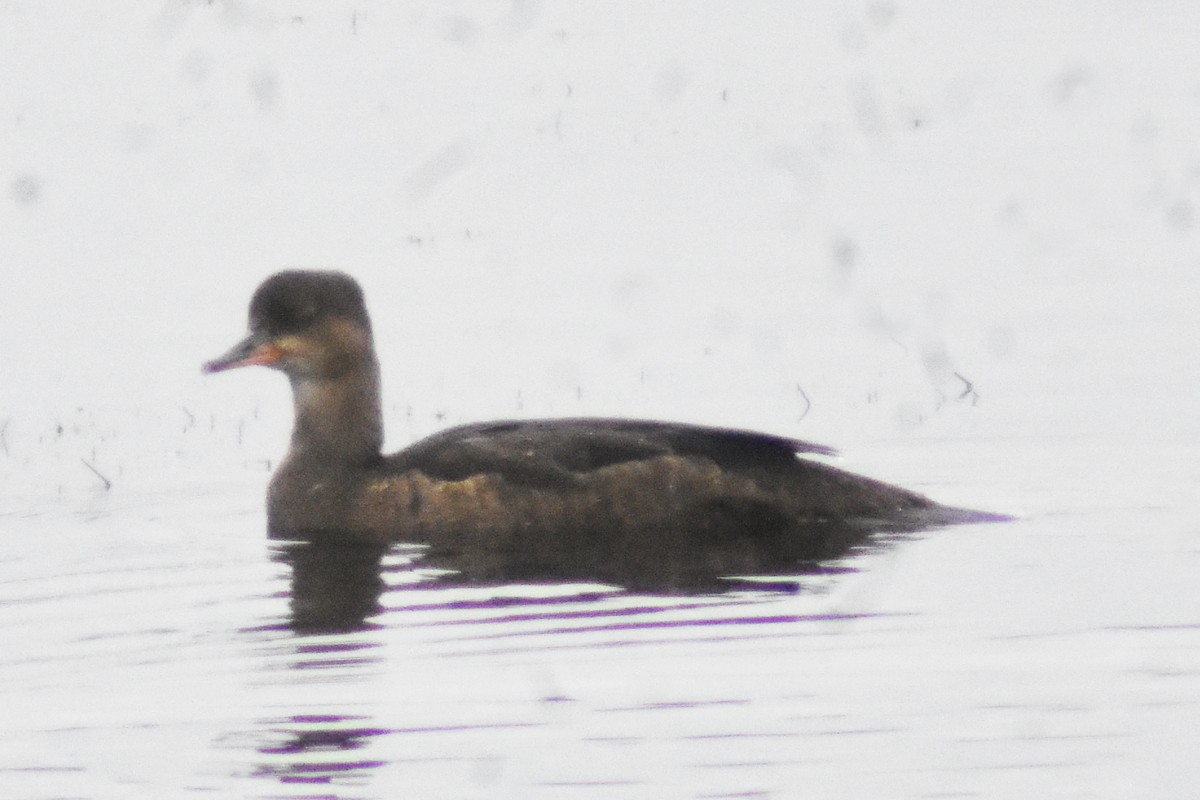 Hooded Merganser - ML354255971