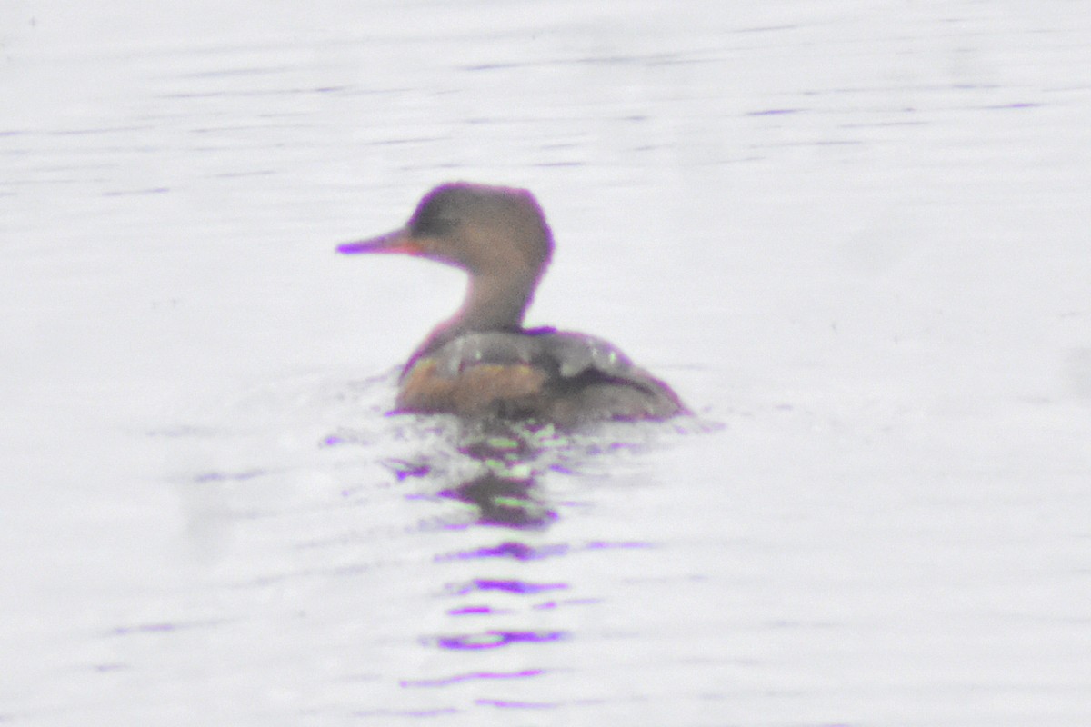 Hooded Merganser - ML354255991