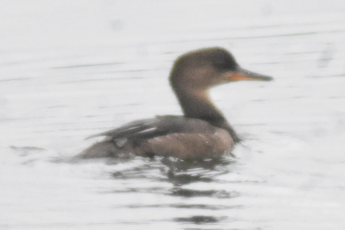 Hooded Merganser - ML354256001