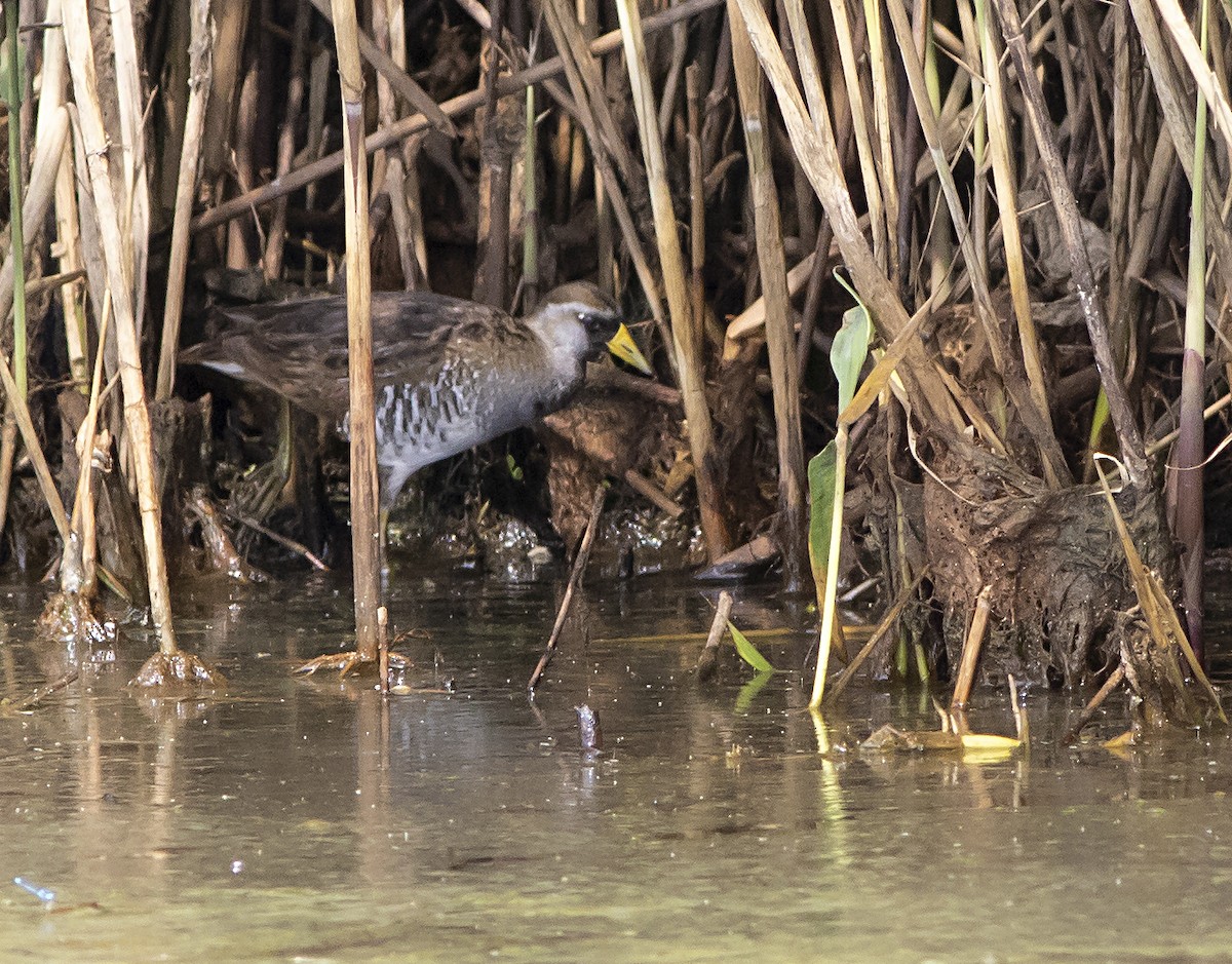 Polluela Sora - ML354256131