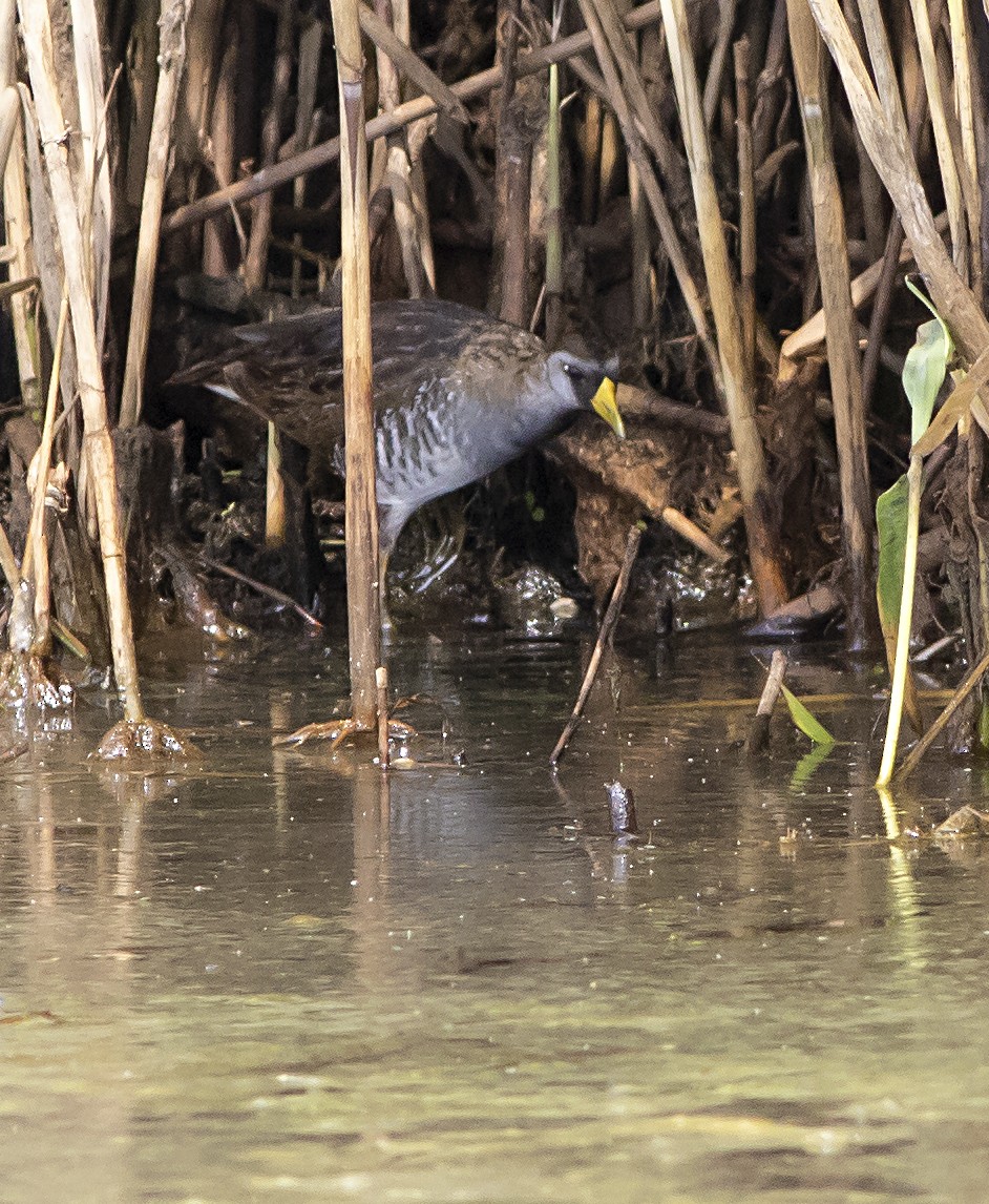 Polluela Sora - ML354256141