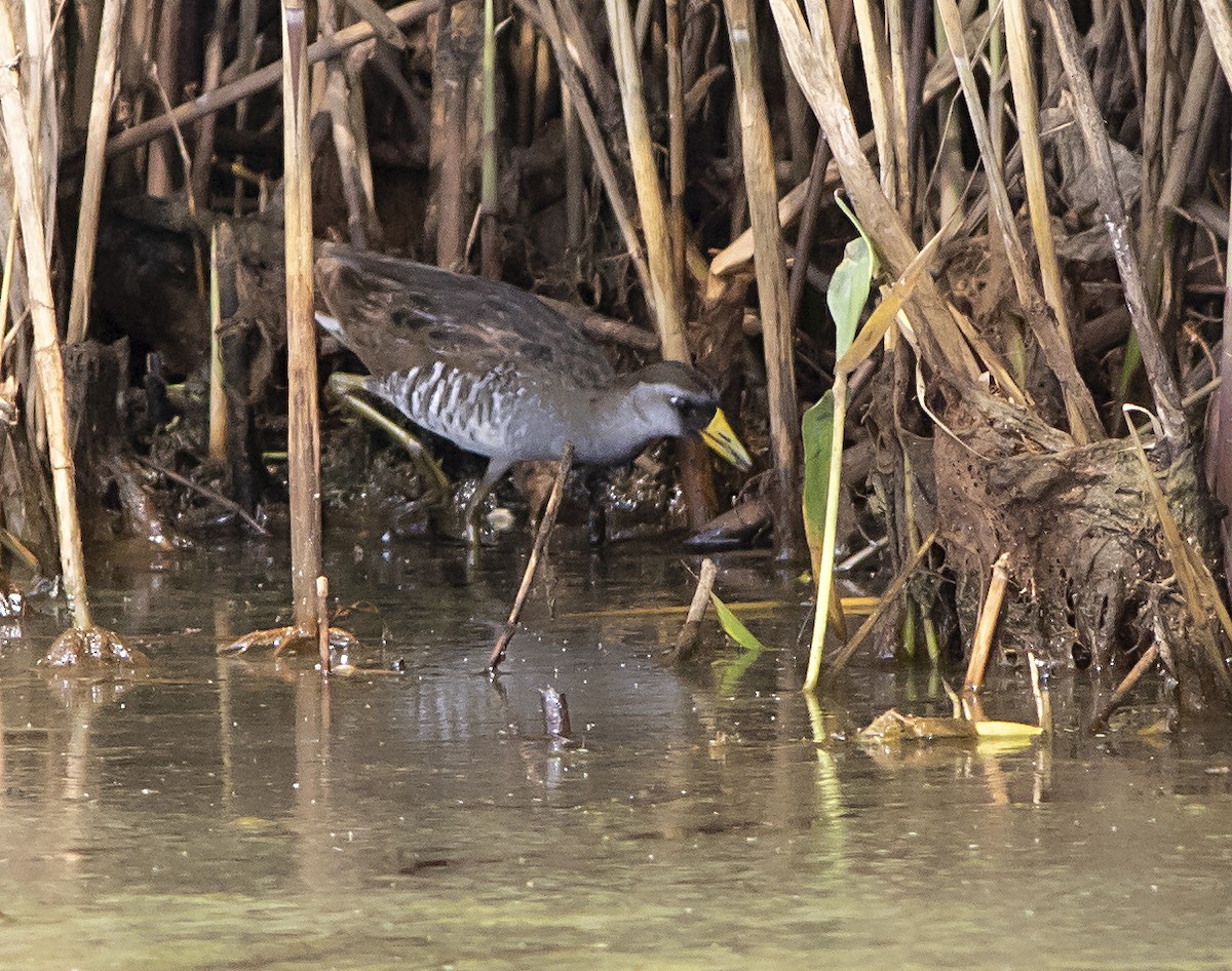 Polluela Sora - ML354256151