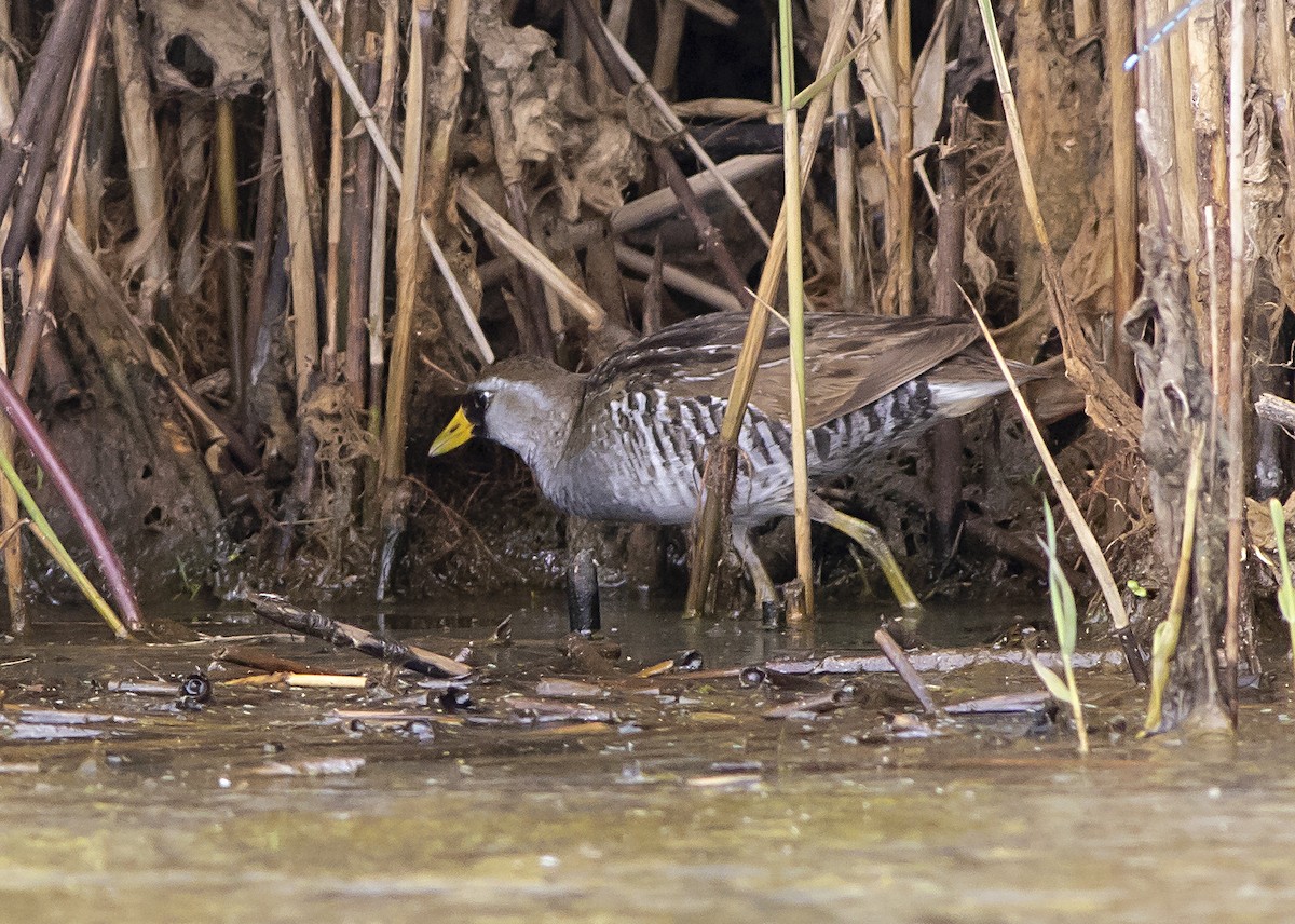 Polluela Sora - ML354256191